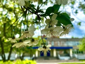 СОШ №7, Средняя общеобразовательная школа №7